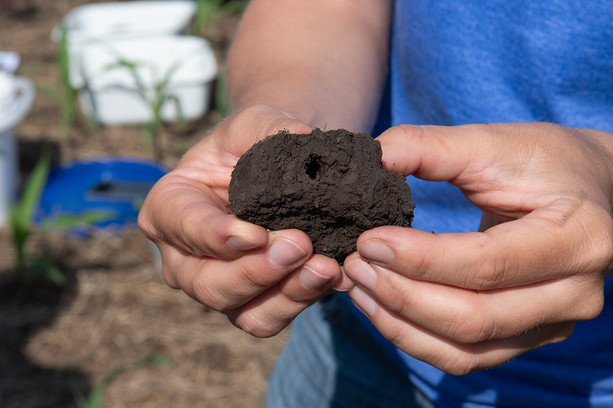 A close-up photo of someone's hands holding a dark clump of dirt. 
