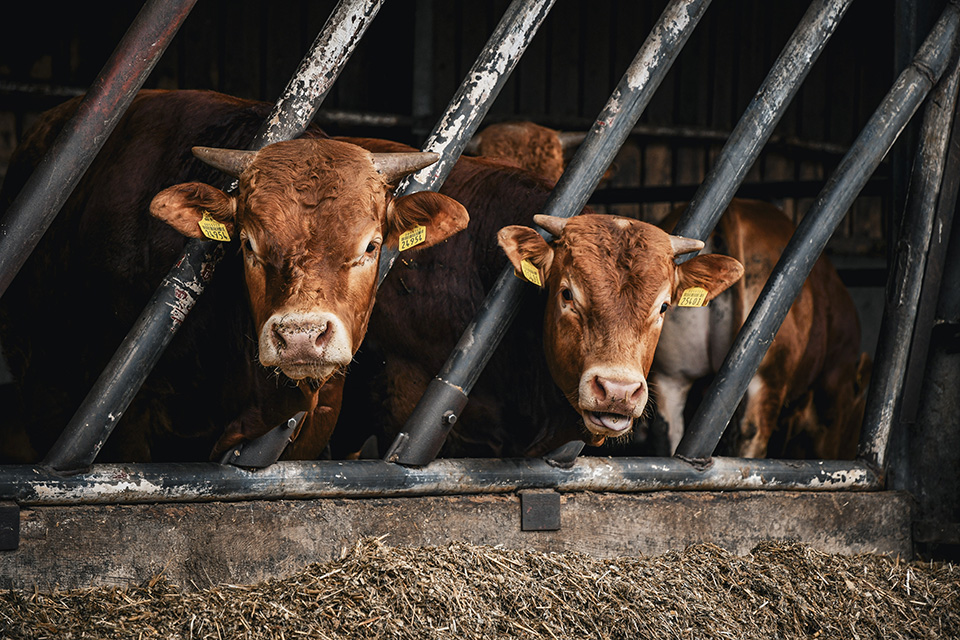 Two red cows with horns protruding horizontally from the tops of their heads peek out of a pen Cutline: