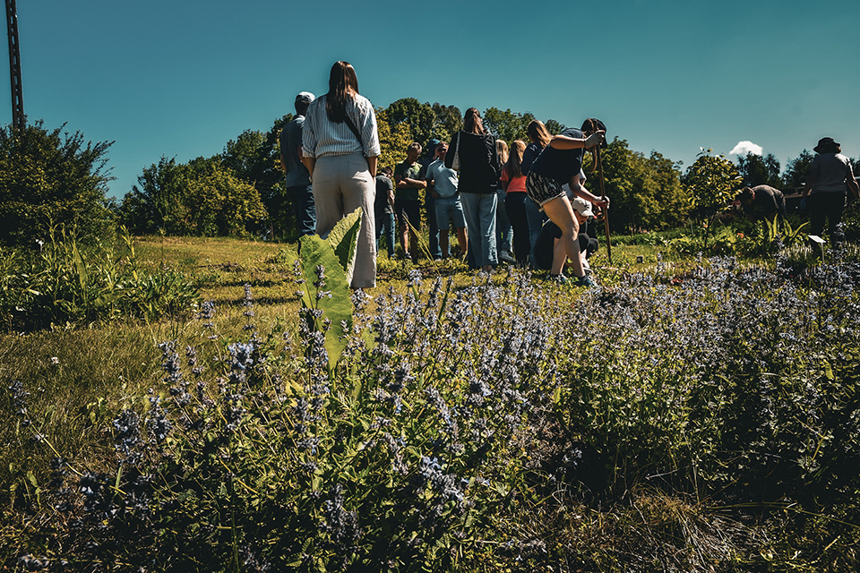 A group of students with their backs to the camera are in a Poland field with flowers in the foreground