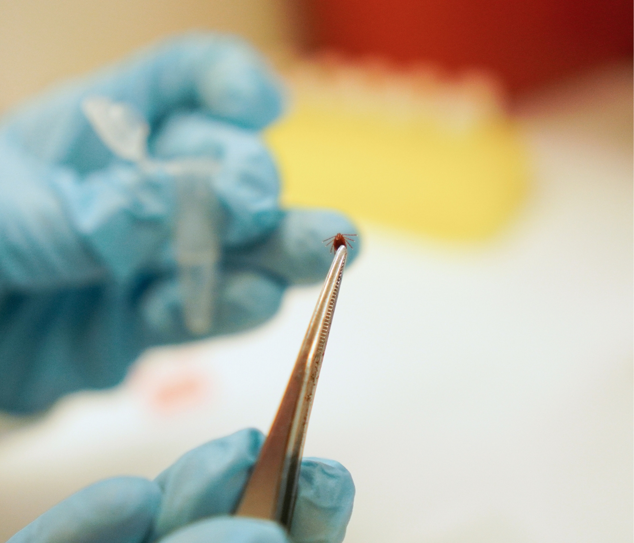 A close up image of gloved hands holding a tick using tweezers.
