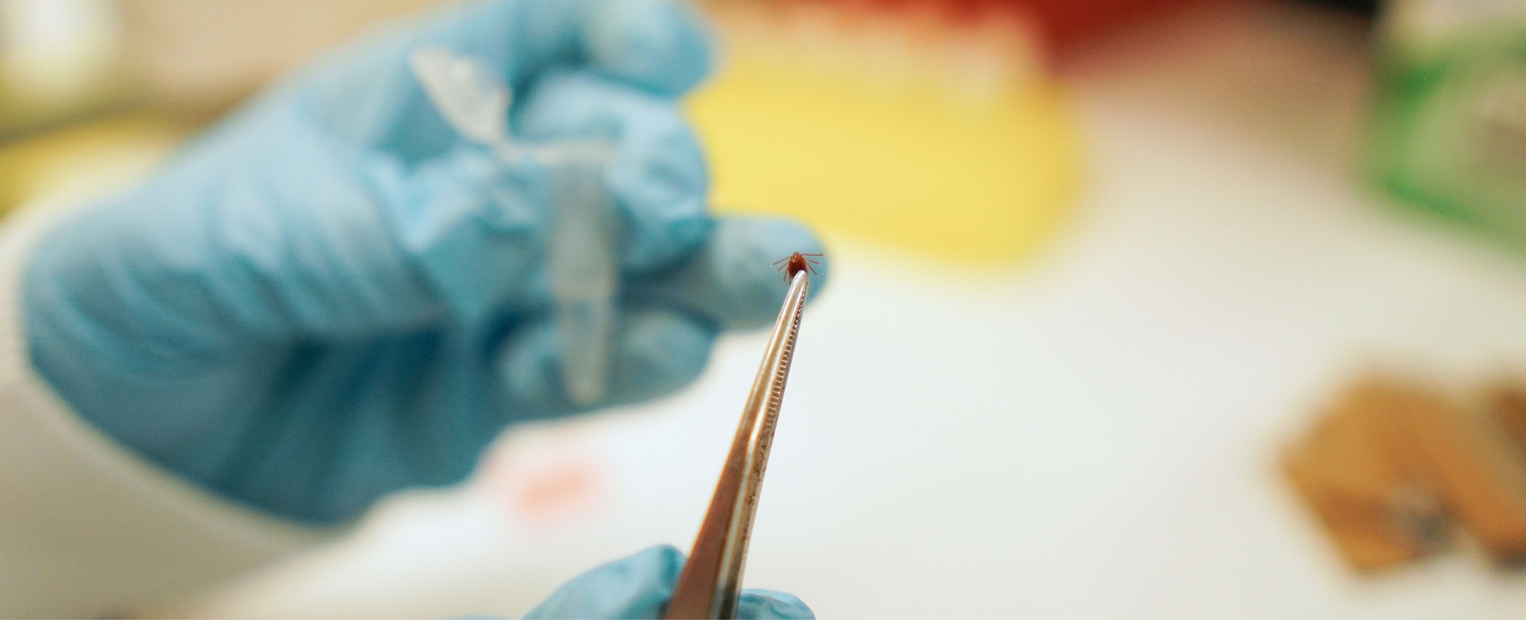 A close up image of gloved hands holding a tick using tweezers.