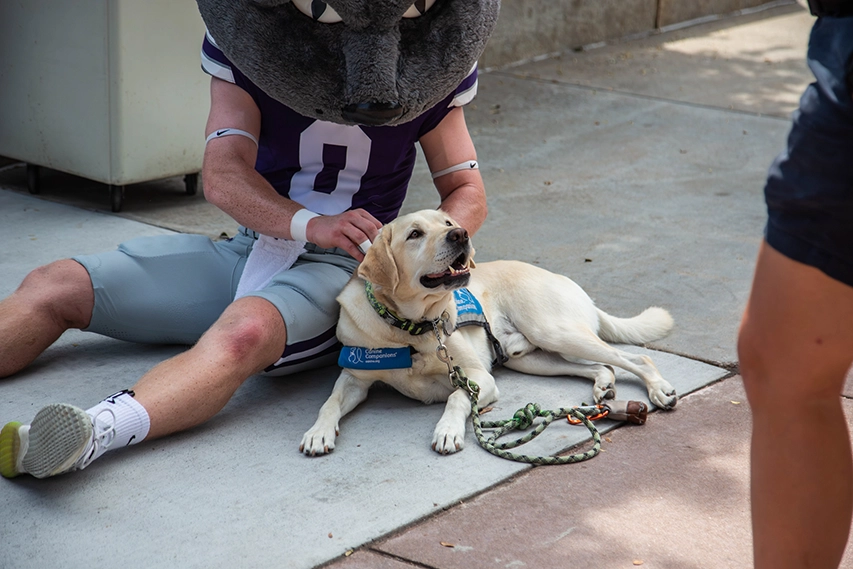 Willie the Wildcat petting a service dog.