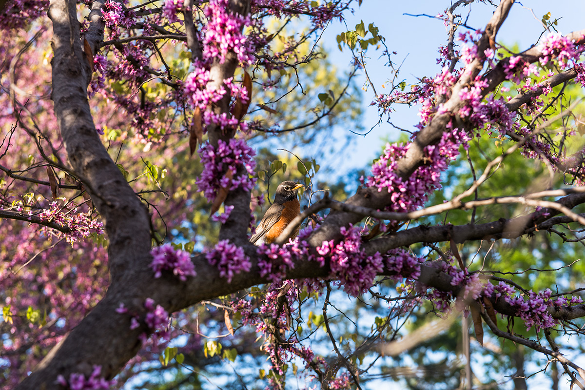 A red robin sits in a tree with purple blossoms. 