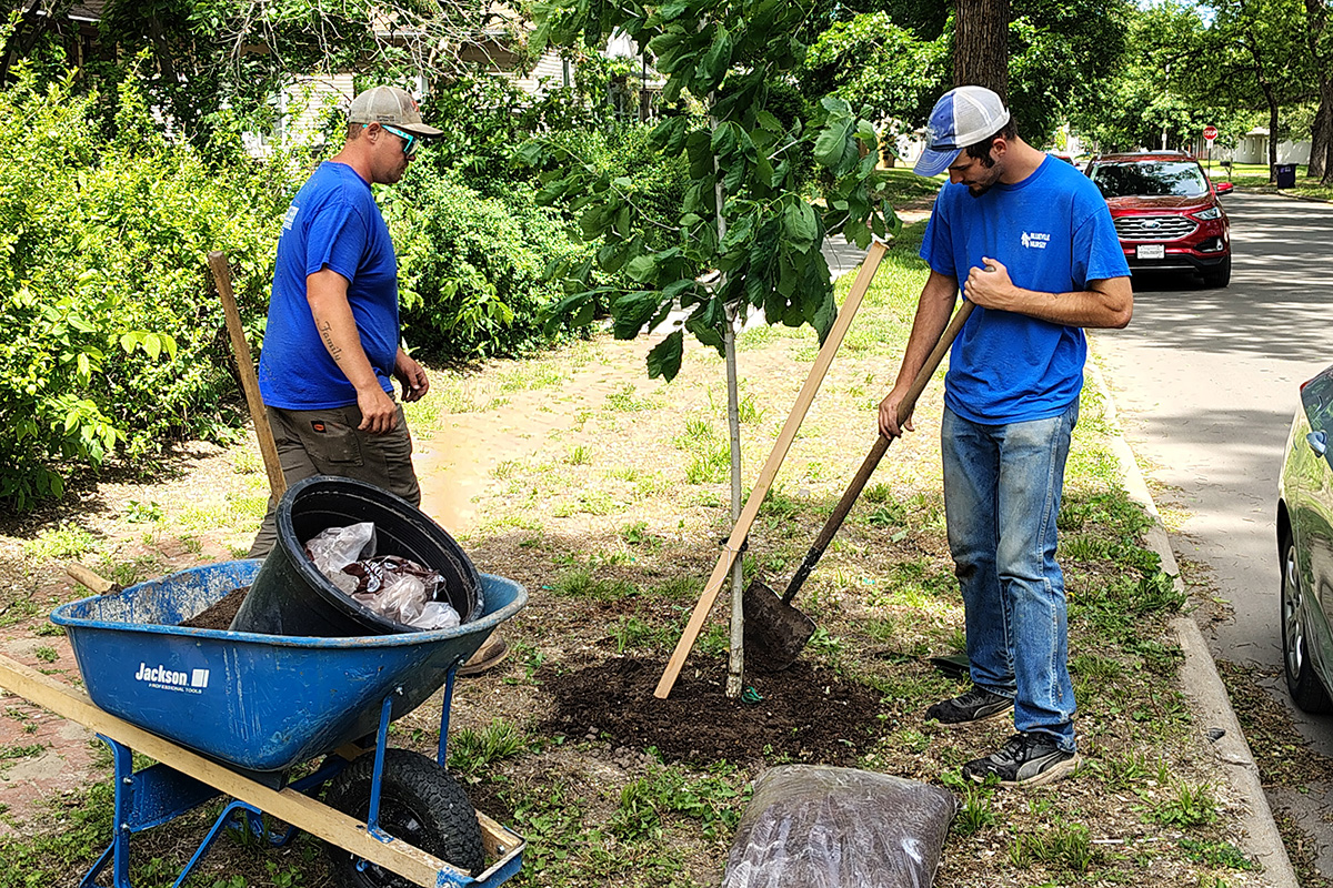 Two men in blue short-sleeve shirts plant a tree in a neighborhood on the side of the road. 