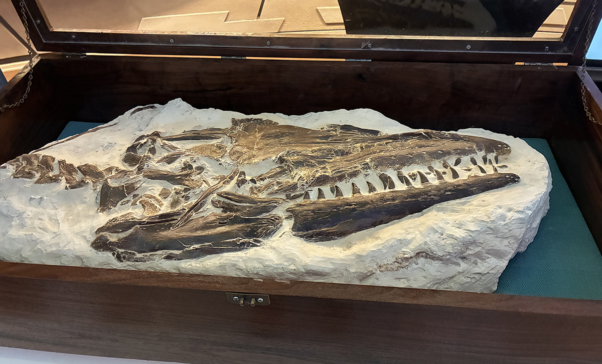 A prehistoric skull fossil is displayed with someone pointing at it