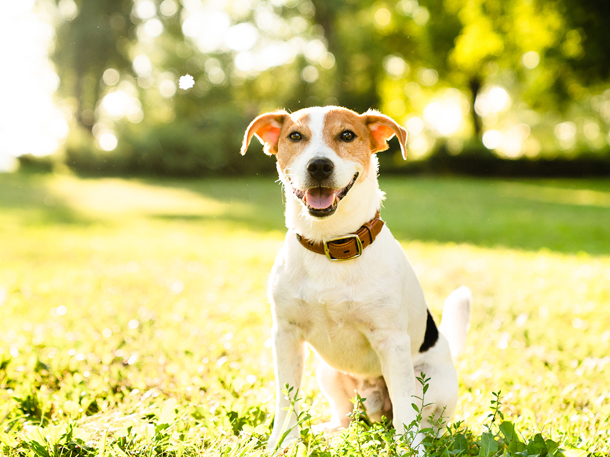 A small white and brown dog smiles in a green grassy field.