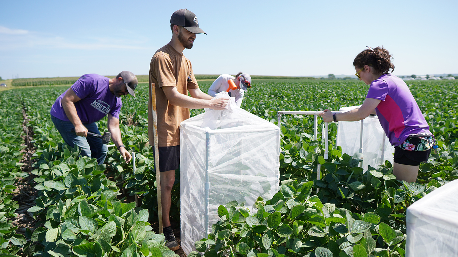 K-State faculty and students holding rubber mallets, pieces of PVC pipe, do-it-yourself cages in a soybean field on a blue-sky day.
