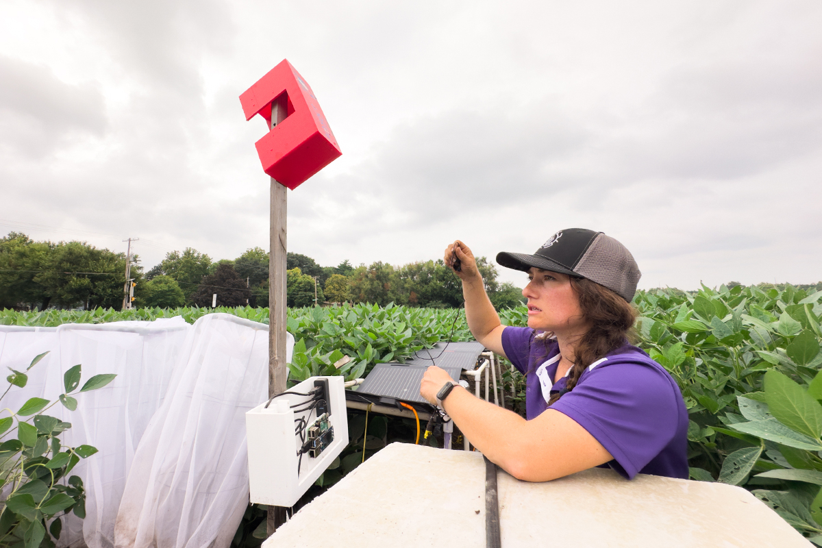 A graduate student in a purple polo looks up at a microphone on a pole in the middle of a large green crop field.