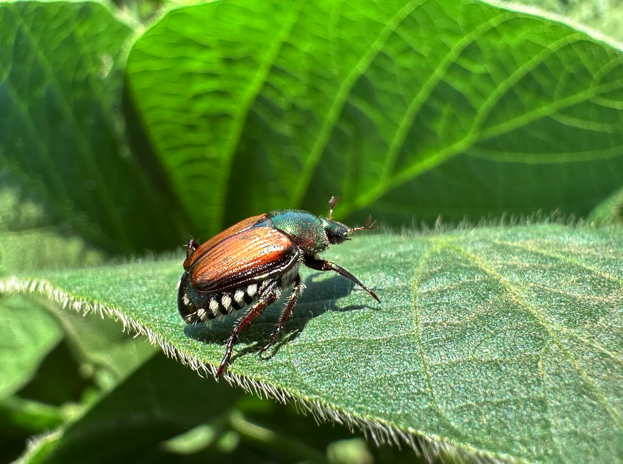 About 7/16-inch long insect with a shiny, metallic-green head and body, coppery-brown wing covers, and six distinct white tufts of hair along each side of the abdomen on hairy, green soybean leaf.