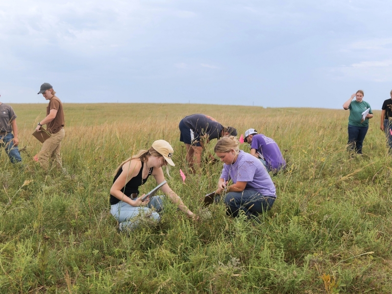 Students crouch in the grass on the Rannells Ranch property, working to identify the various grasses a part of the landscape. 