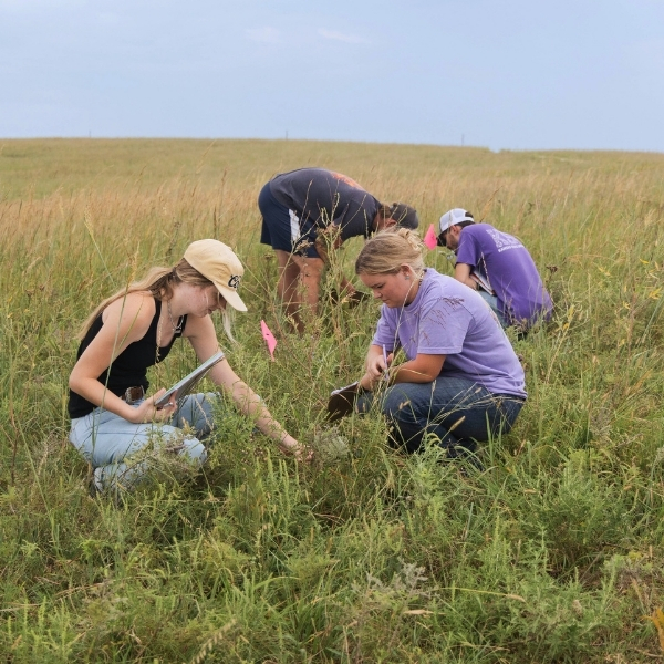 Students crouch in the grass on the Rannells Ranch property, working to identify the various grasses a part of the landscape. 