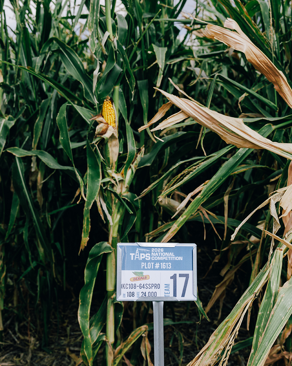 A sign in front of a field of corn labels it as part of a competition.