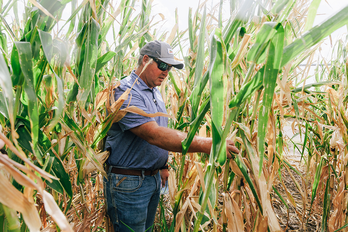 A farmer examines a piece of corn inside a field.