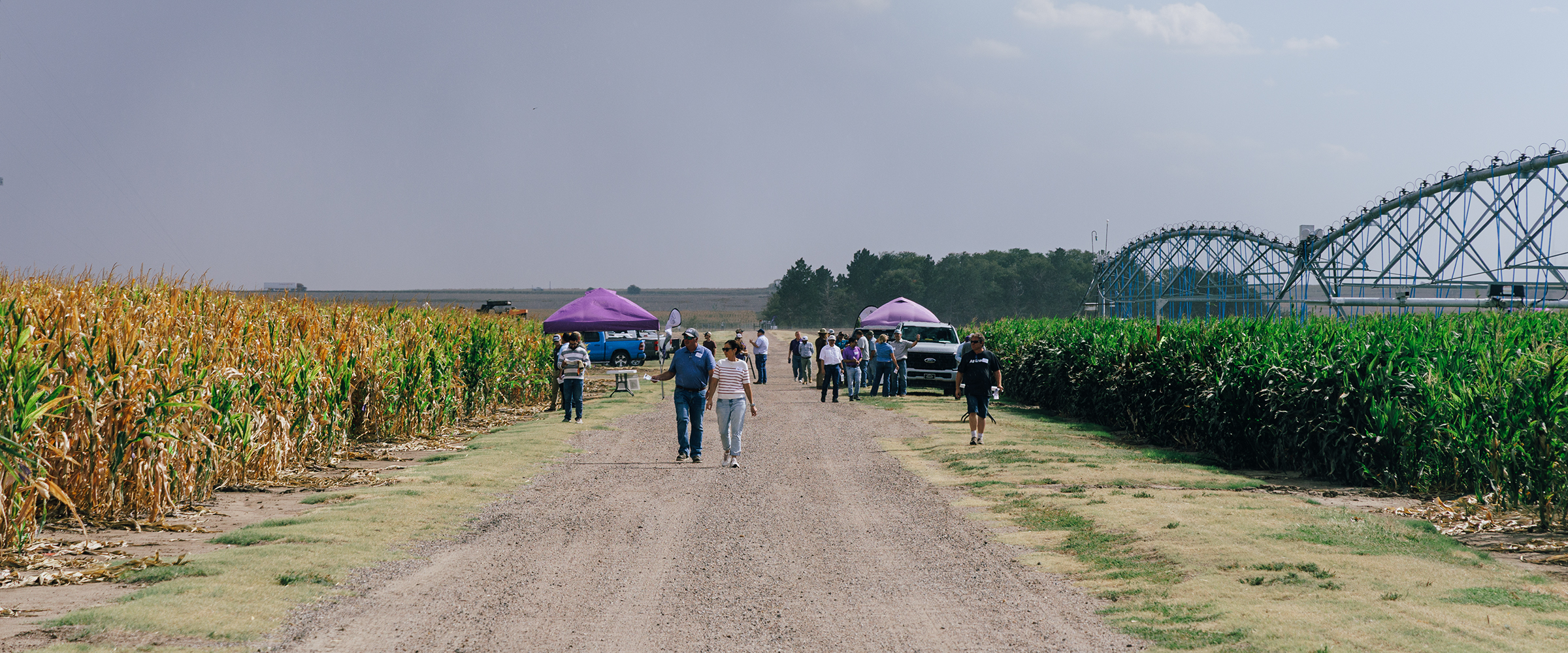 A couple walks down a gravel path splitting two fields, one of corn and one with a central pivot irrigator on it.