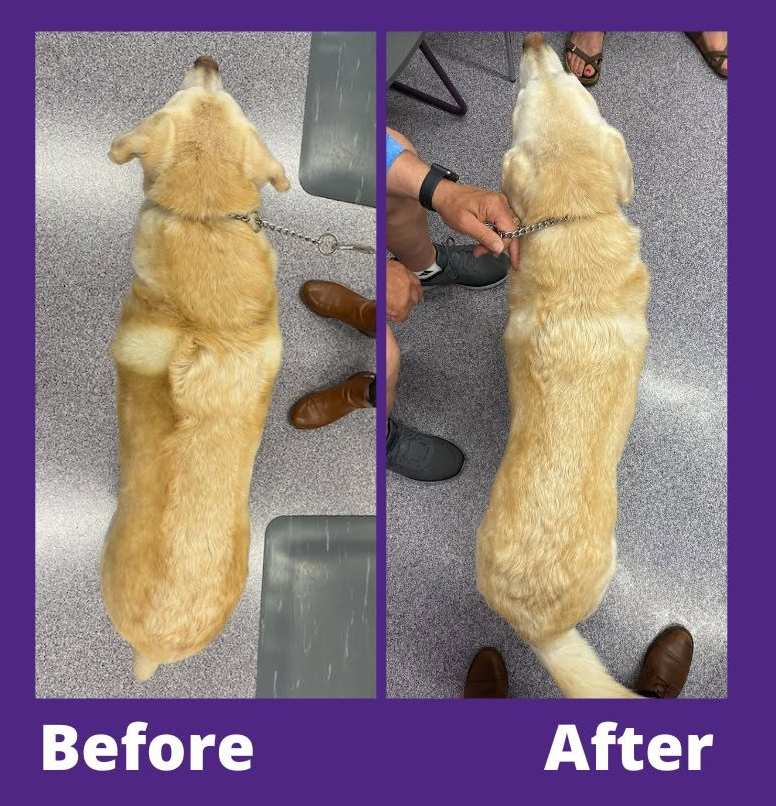 Side-by-side images of a yellow dog show before and after a weight loss clinic. There is a purple border around the images and "Before" and "After" in white text below the photos,.