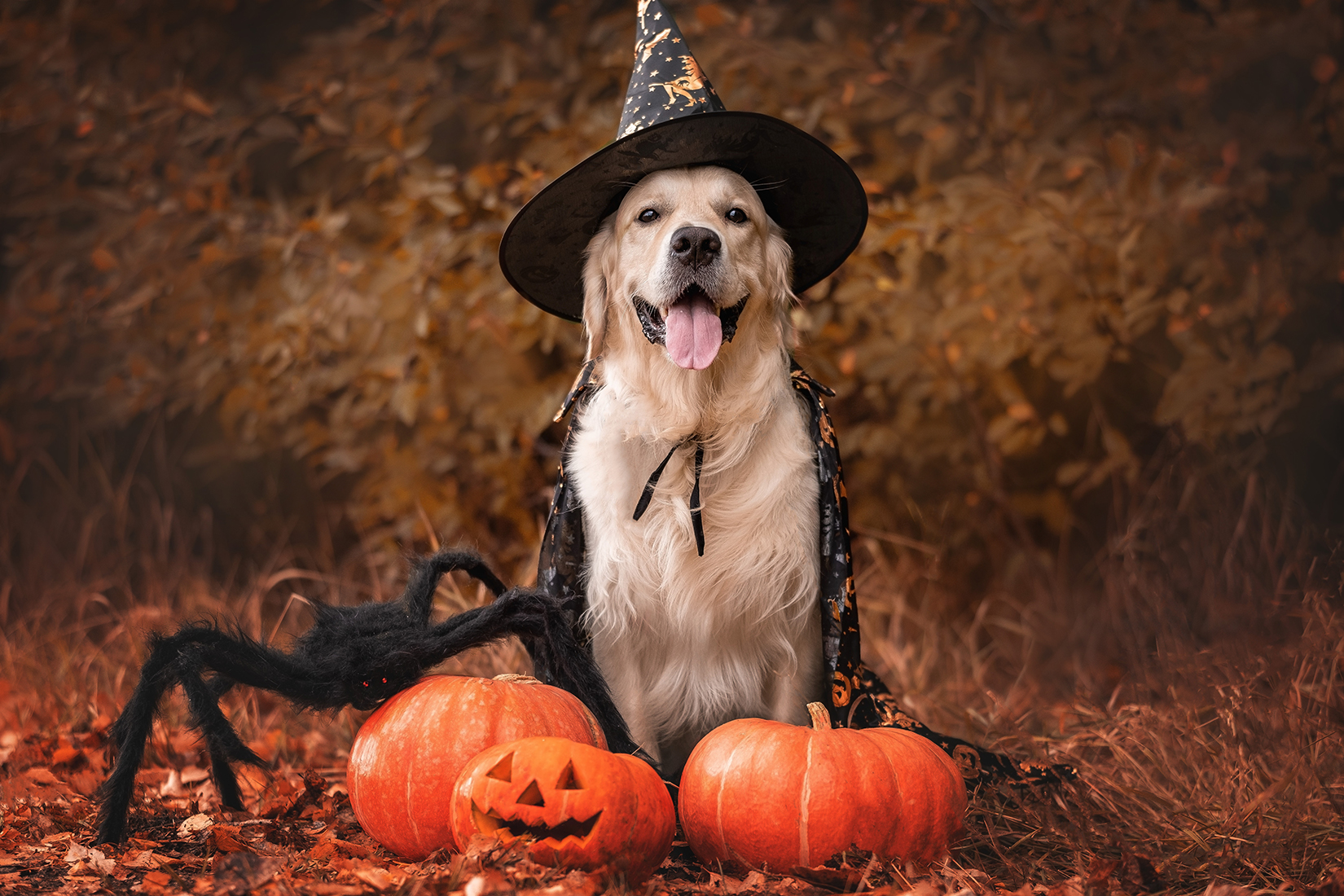 A golden retriever wearing a witch's hat is pictured outside with Halloween pumpkins and a fake spider
