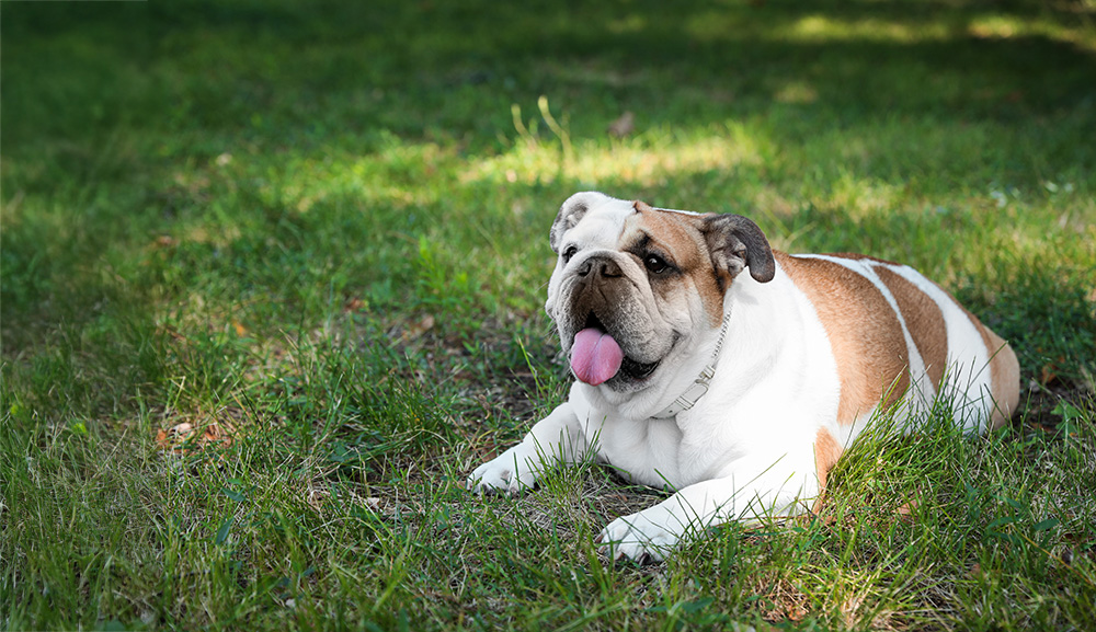 A white and brown bulldog lies with its tongue sticking out in the grass.