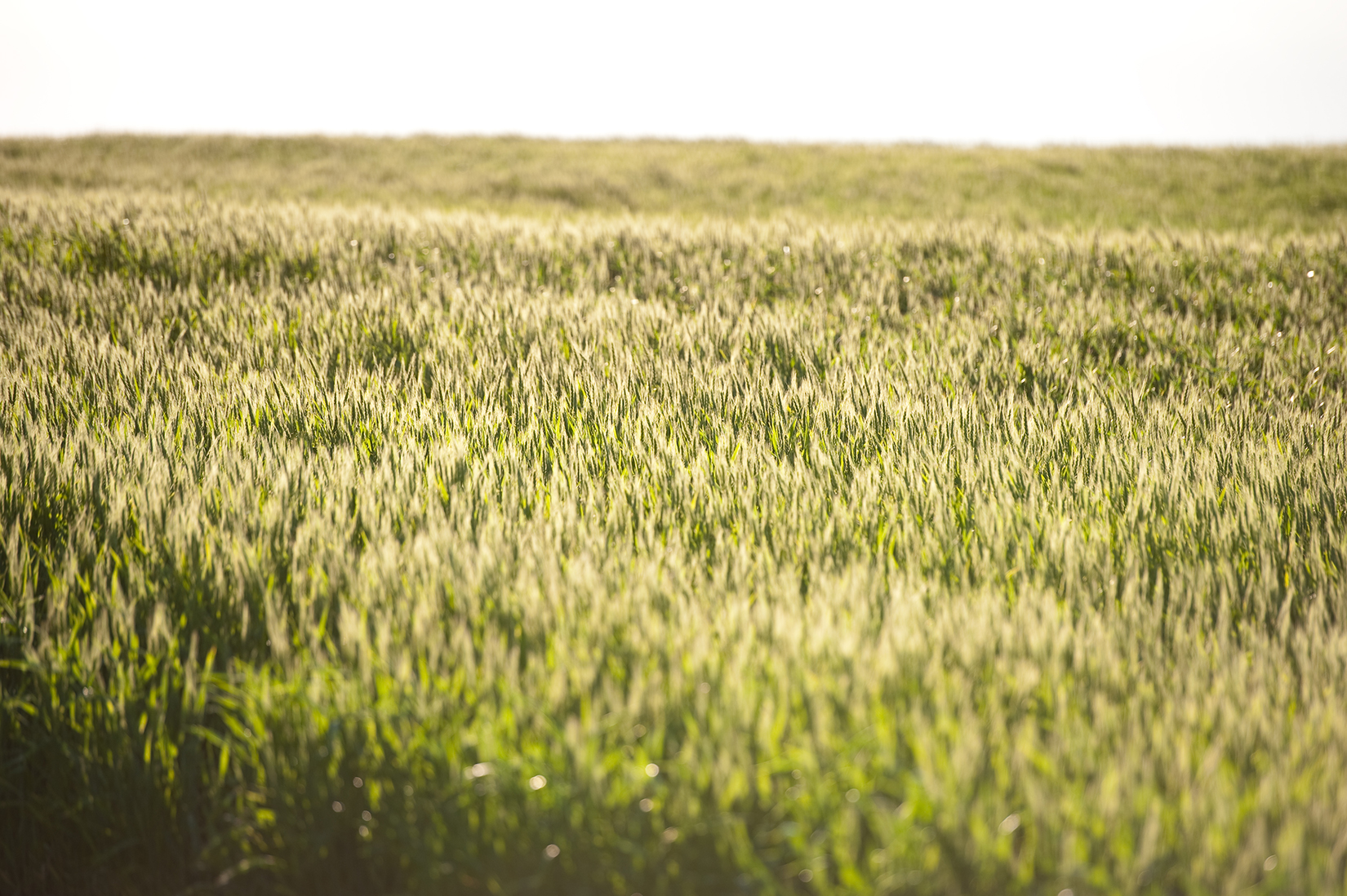 A field of sunlit green grass-like crop is shown with a white sky in the background