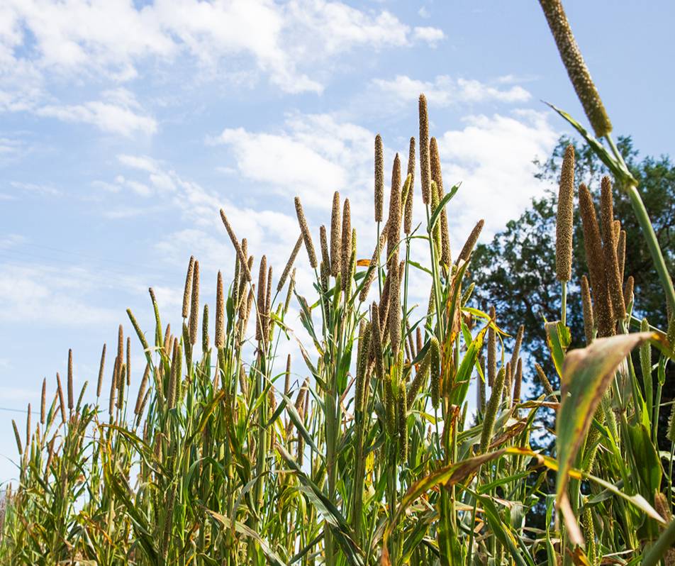A field of millet pictured against a blue sky.