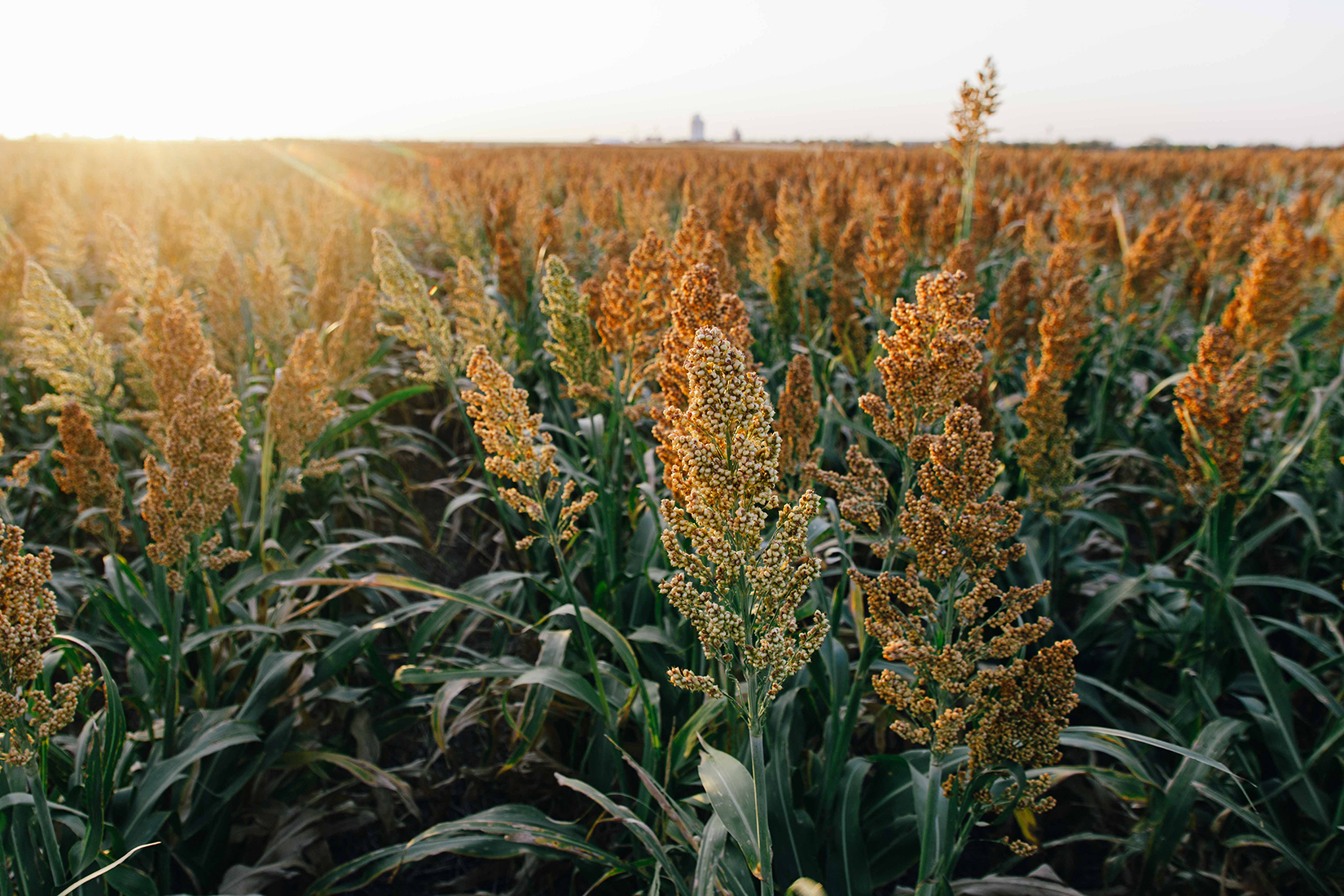 A field of sorghum is shown at sunrise, with light shining from the top left corner.