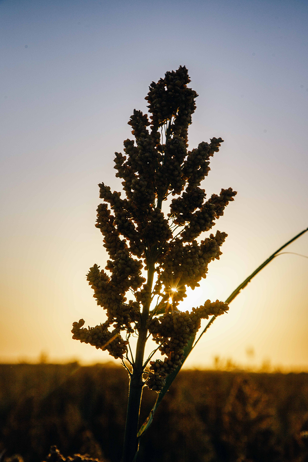 A silhouette of a piece of sorghum is shown in a field with sunset lighting behind it.