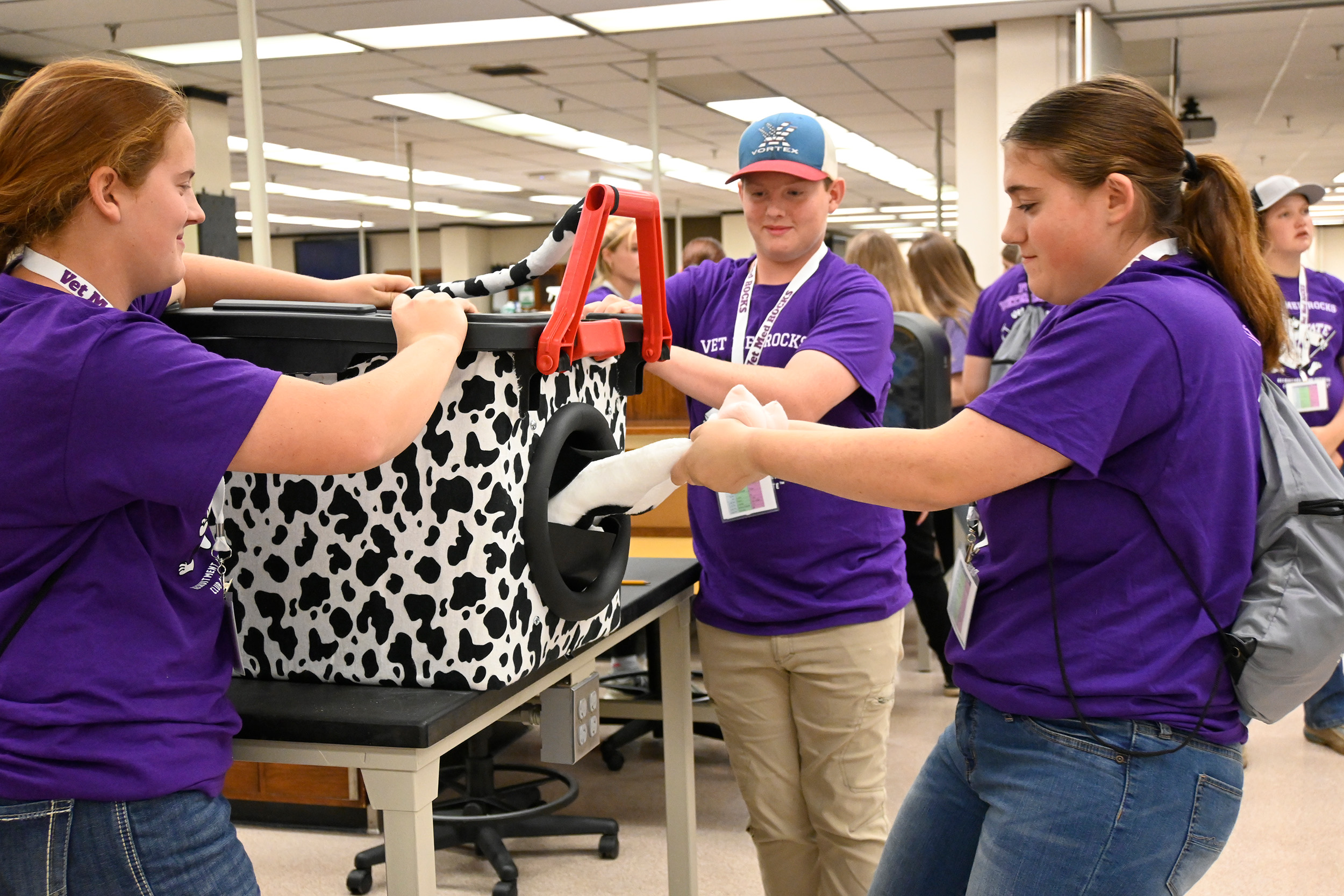 Middle school students in purple shirts practice pulling a calf in a tabletop exercise. Two students are holding a cowprint-decorated box and one student is pulling plush calf legs out of it.