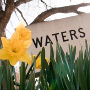 Daffodils blossom in front of a limestone sign that says Waters Hall.