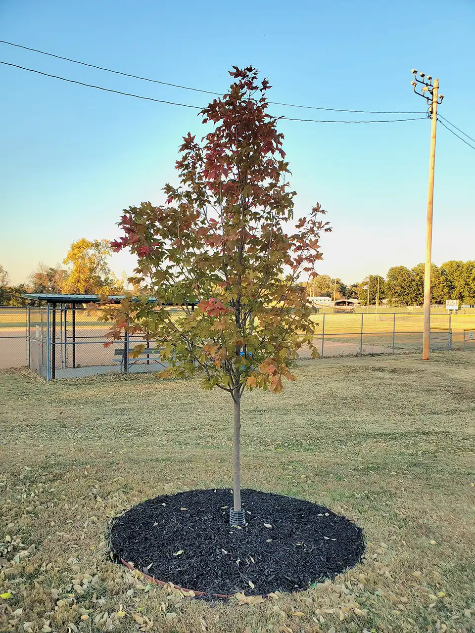 In the shadows of an otherwise bright day, a young tree stands at about 5 feet high above the ground, a circle of black mulch at its base.