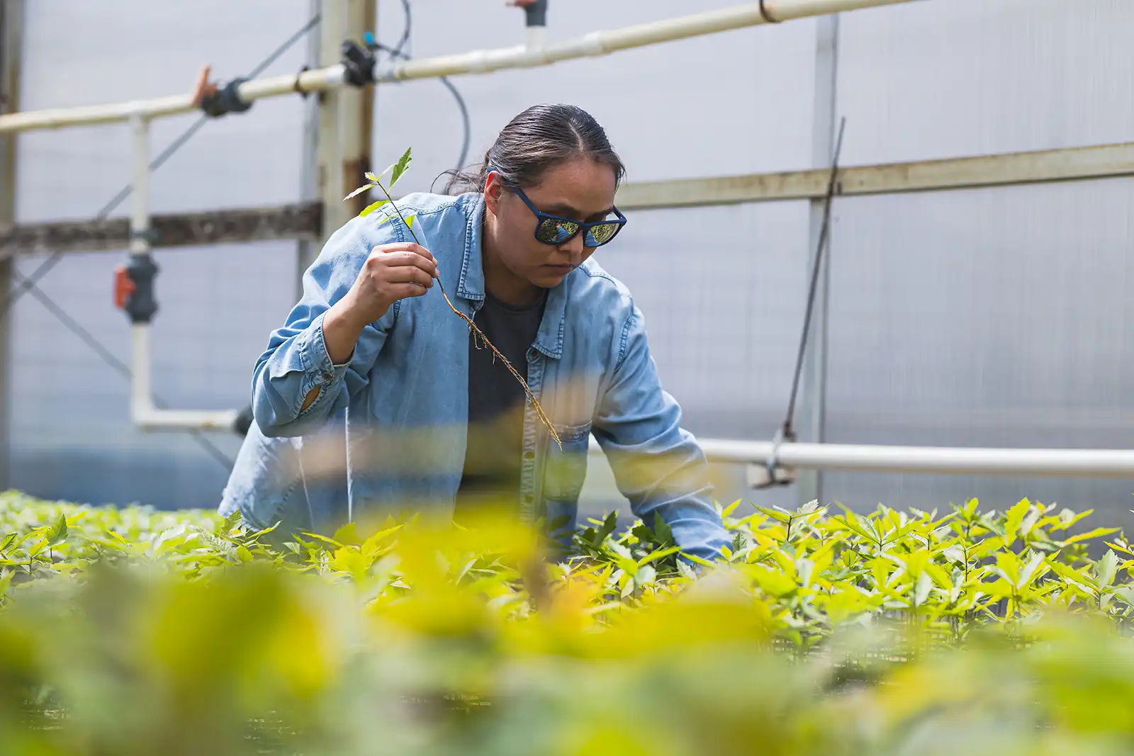 A woman in sunglasses and a denim jacket picks up a young green tree sapling in a greenhouse.