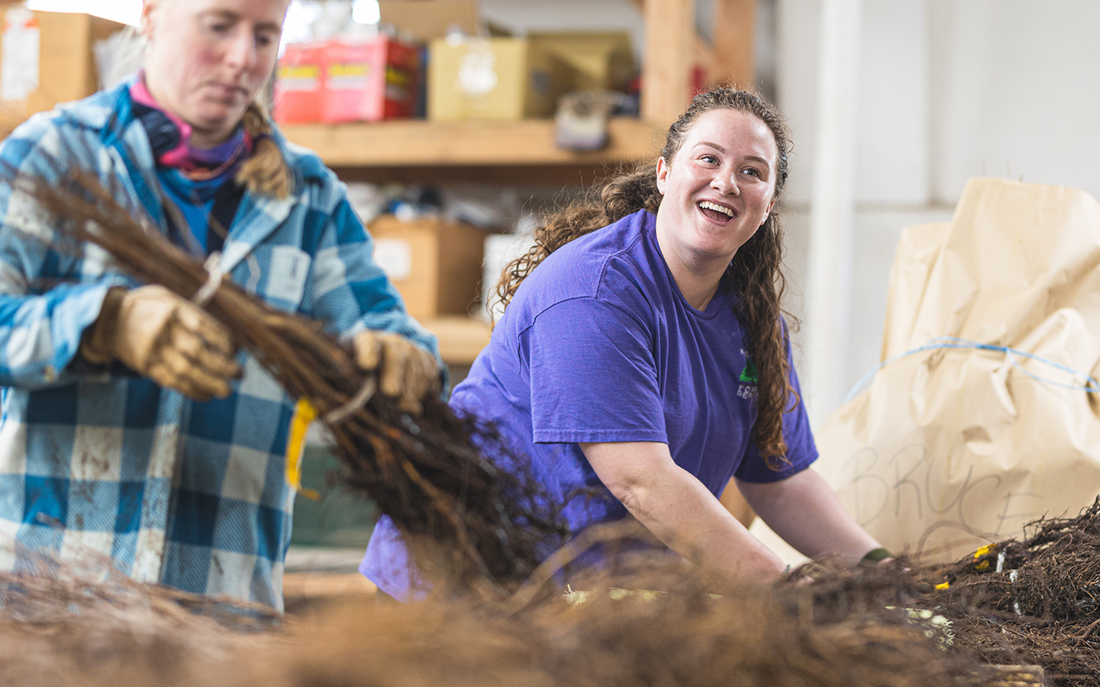 A woman in a plaid blue button-up shirt and a college student in a purple T-shirt sort ad snip young brown tree saplings in a workshop