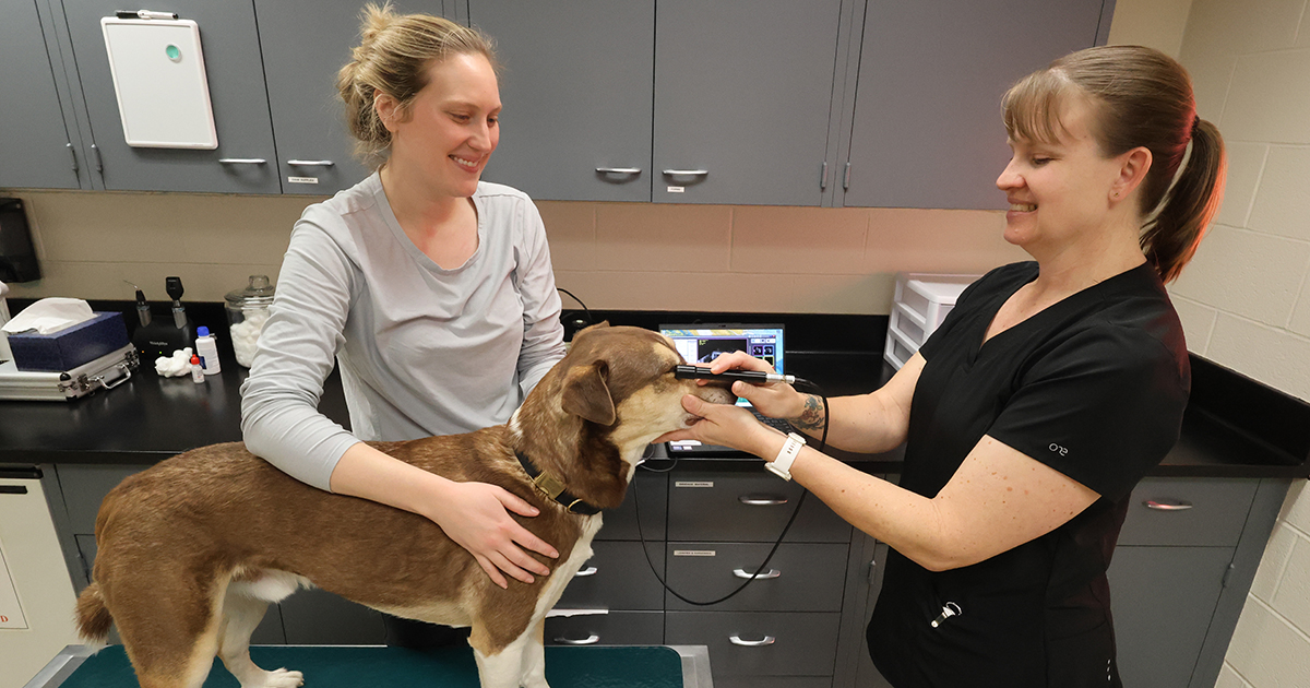 Vision Vet Program K-State veterinary team to provide vision exams for service and working ...