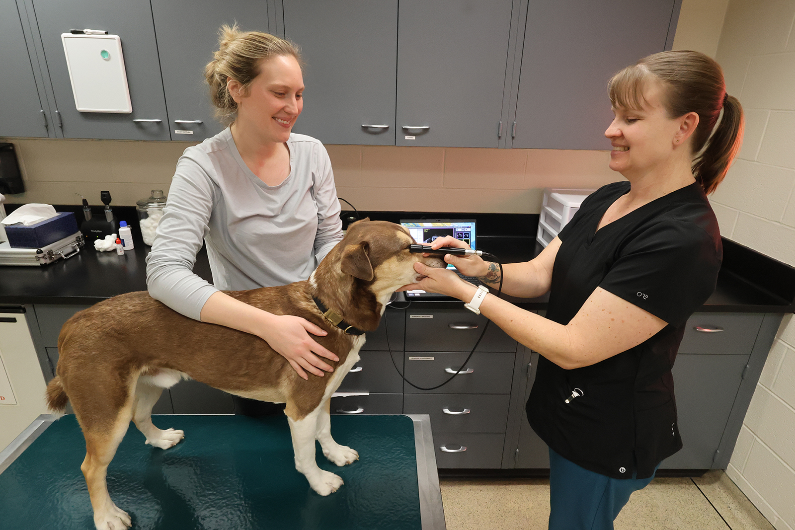 Inside a veterinary exam room, a student veterinarian and a veterinarian ophthalmologist use a tool to exam the eye of a dog.