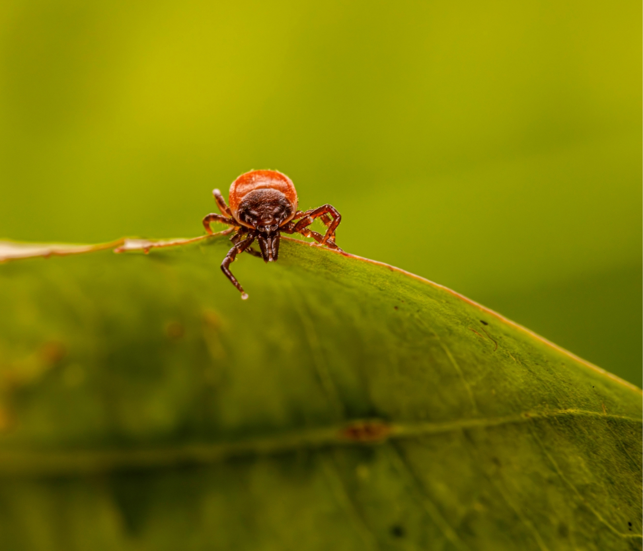 A close-up image of tick on a leaf