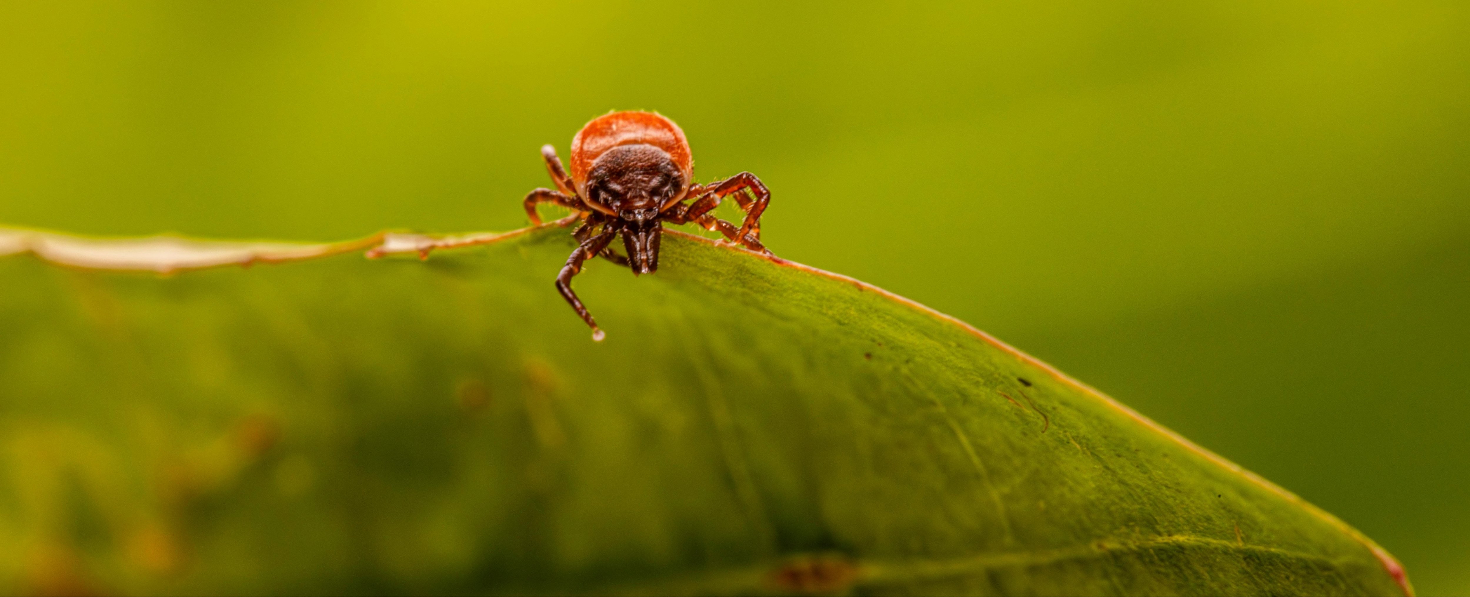 A close-up photo of a tick on a leaf