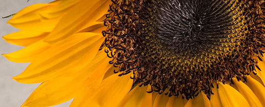 Sunflower This is a close-up image of a sunflower.