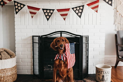 Fourth of July dog