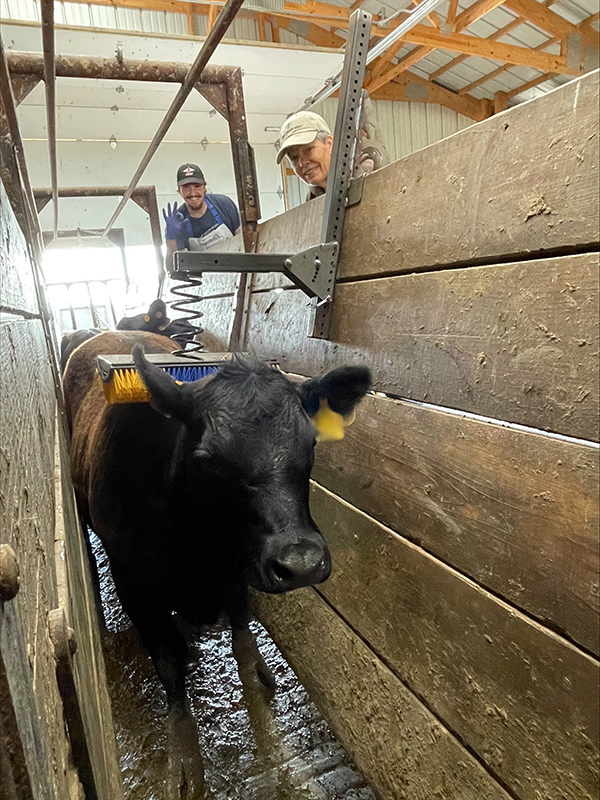 A black cow stands in a chute under a brush that scratches its back with two people poking their heads above the chute and smiling for the photo .