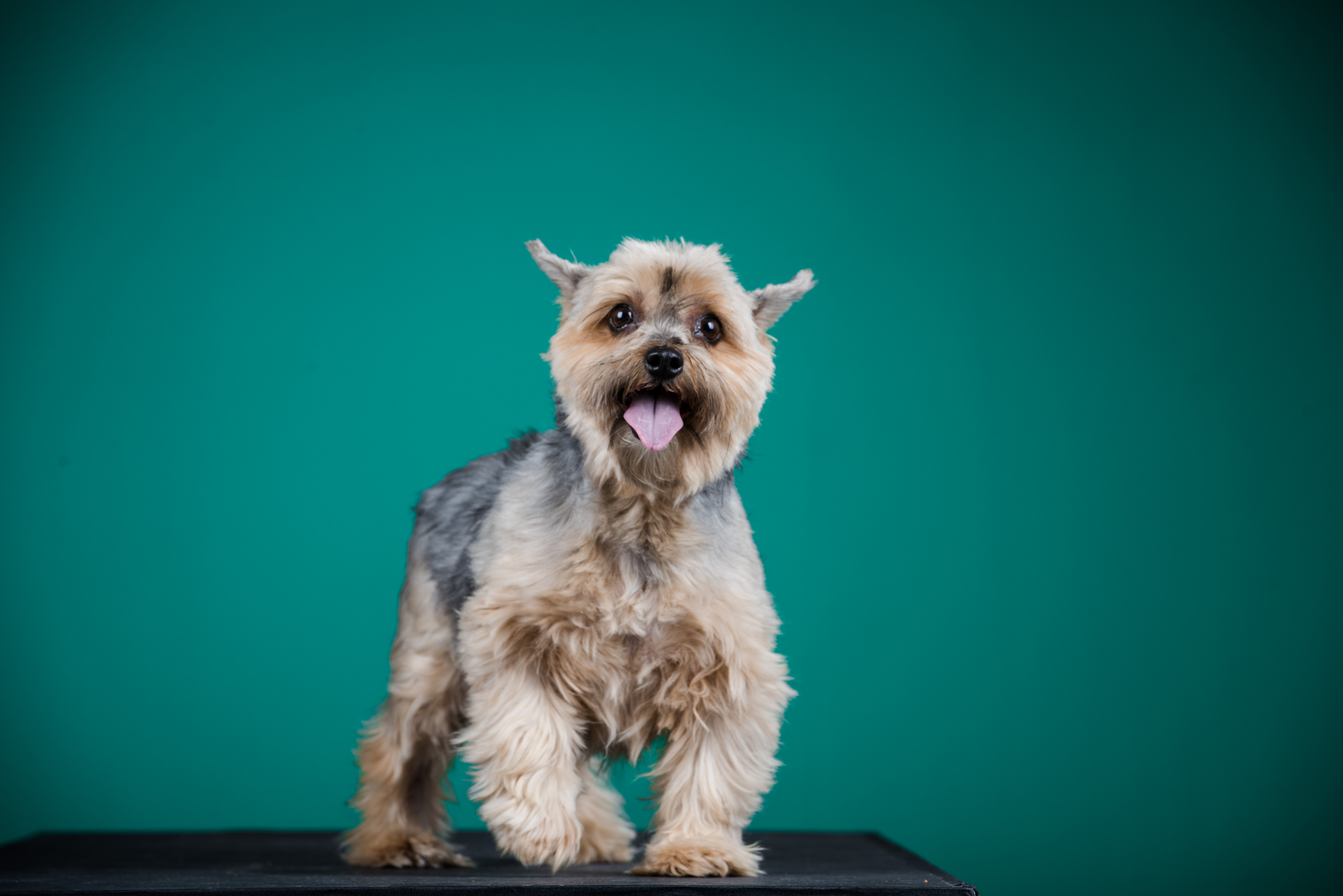 A small brown dog on a platform in front of a green background.