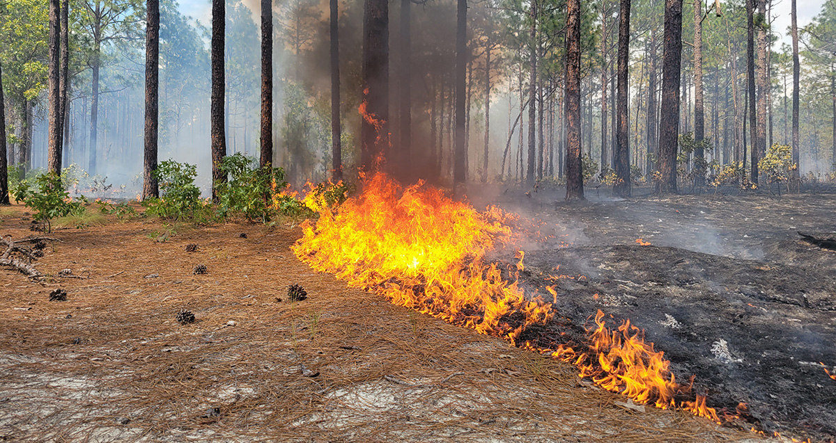 Wetlands with fire burning. 
