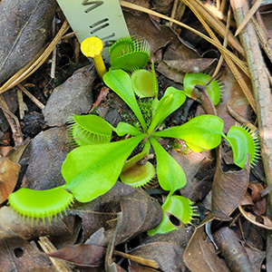 closeup photo of Venus flytrap