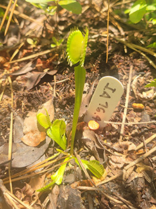 A venus flytrap that has been tagged by researchers. 