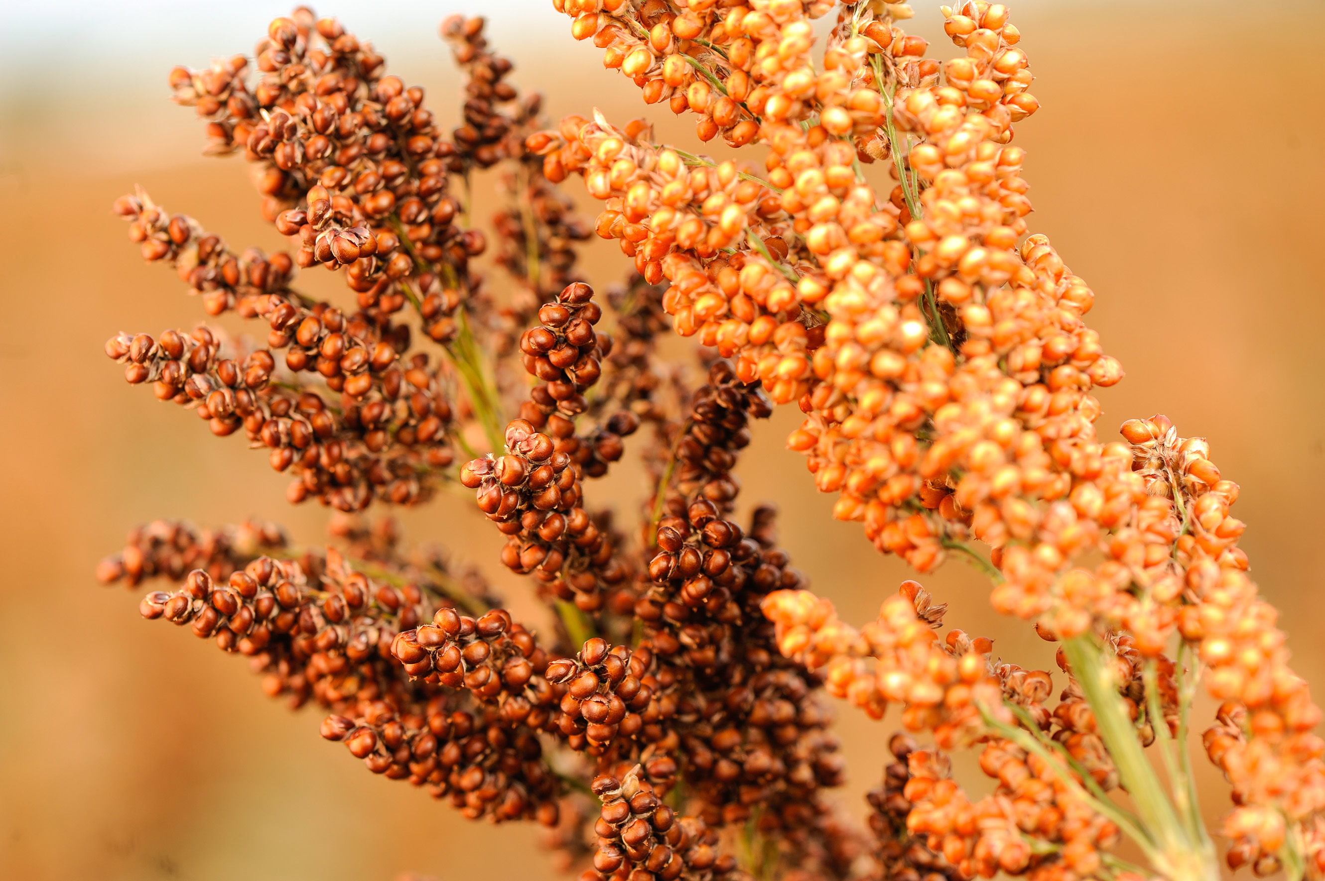 Close-up of ripe sorghum plants with clusters of brown-orange grains arranged on tall, slender stalks. The background is softly blurred, highlighting the textured grains in the foreground.