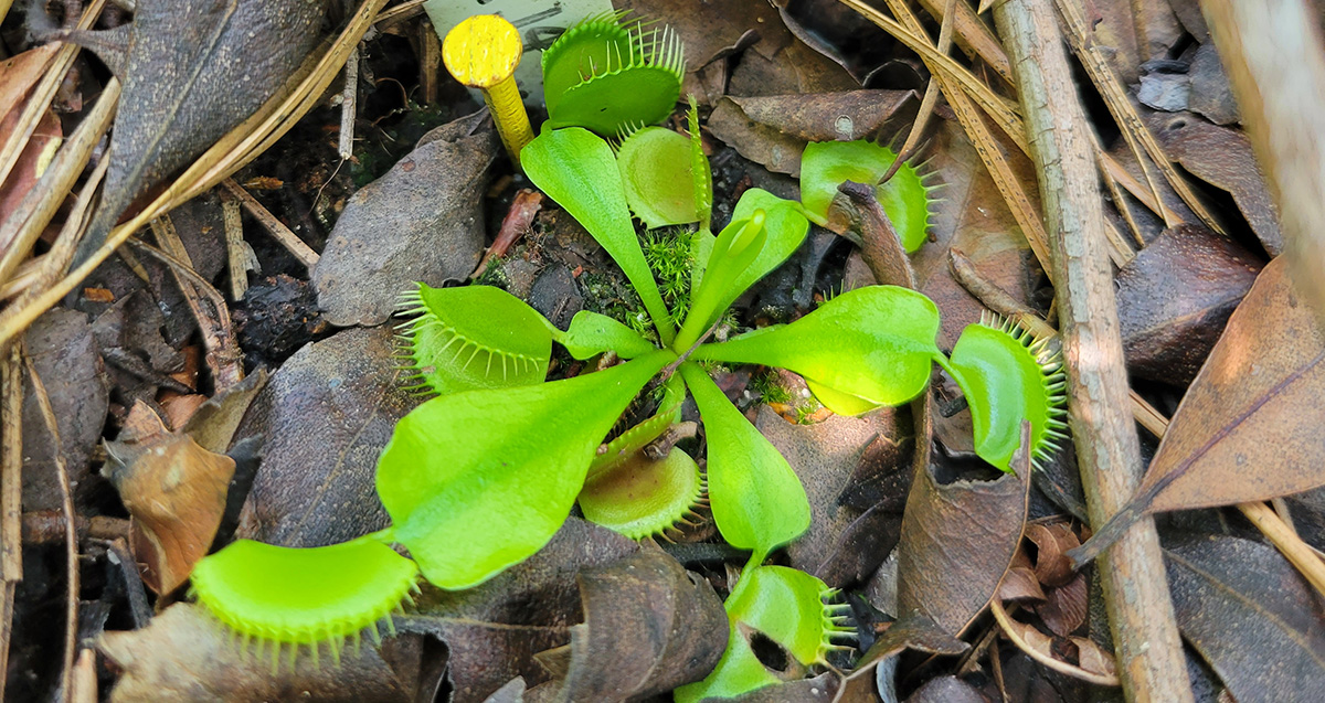 Close up photo of bright green venus flytraps. 