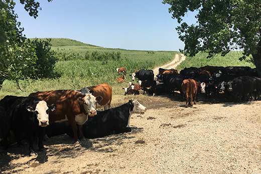 cattle near stream cattle near stream