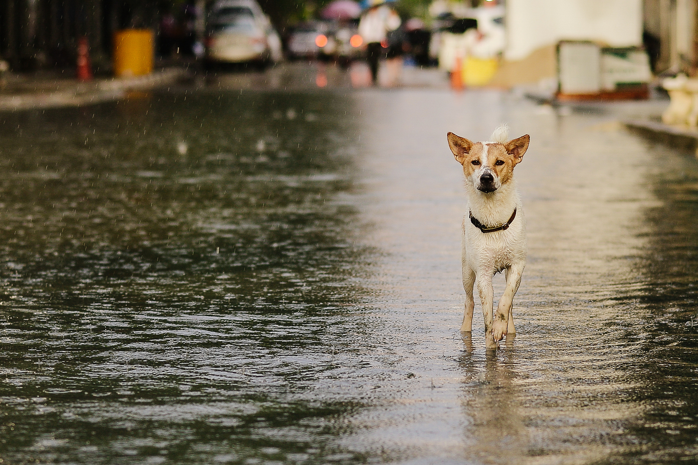 A dog stands outside in the rain