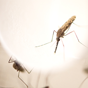 very close-up photo of mosquitos with backlight