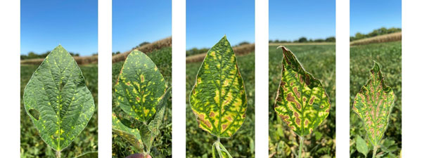 A soybean leaf in five intensifying stages of decay.