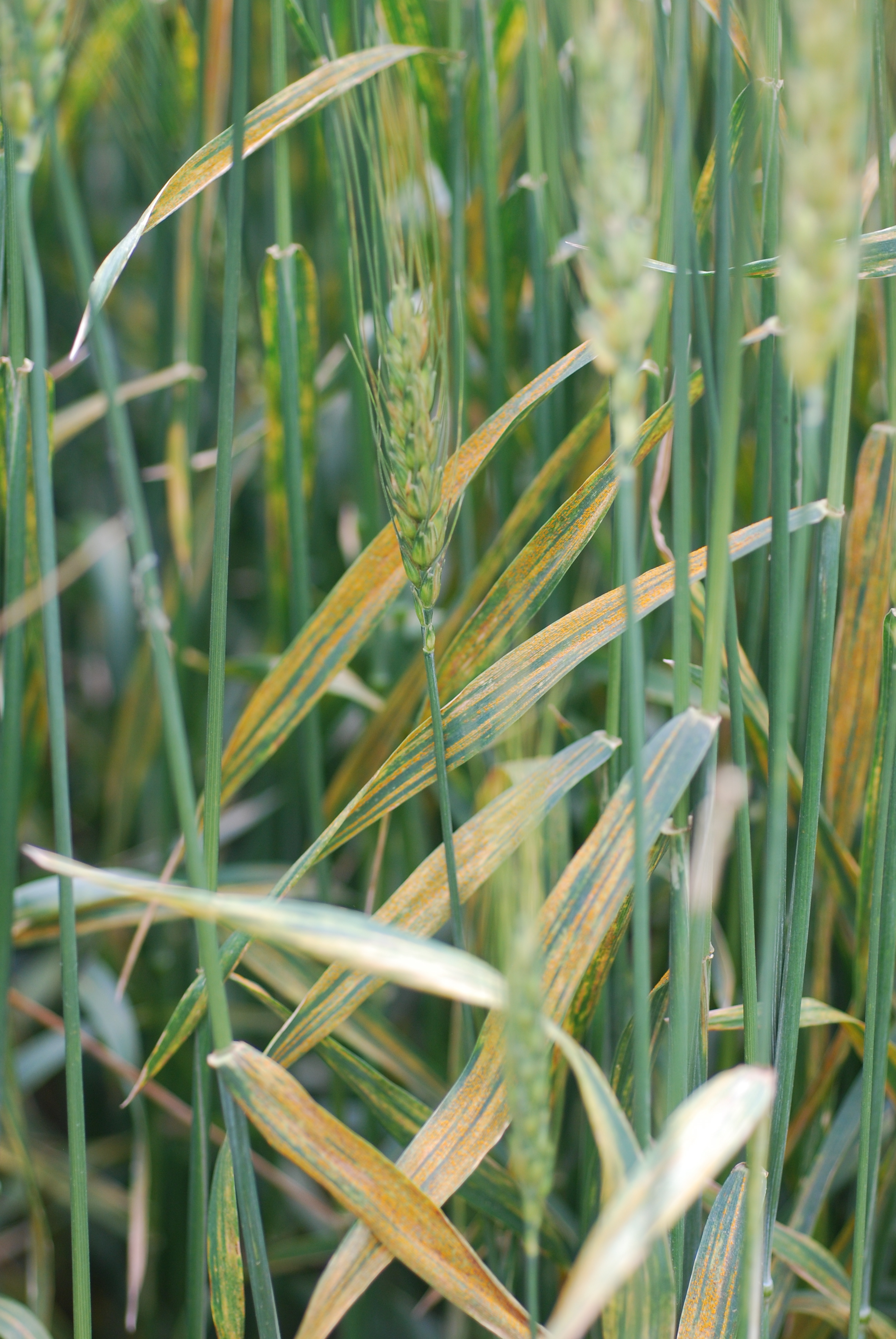 A wehat plant with stripe rust.