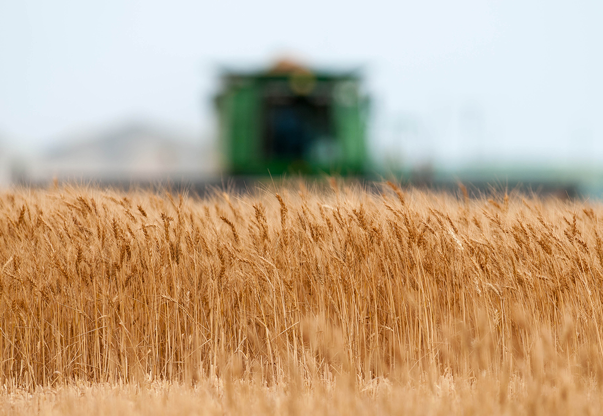 A wheat field with a combine in the background.