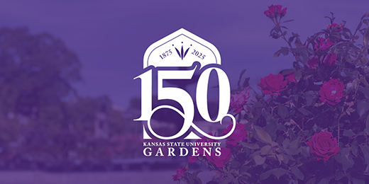 K-State Gardens 150 A purple graphic celebrating 150 years of K-State Gardens